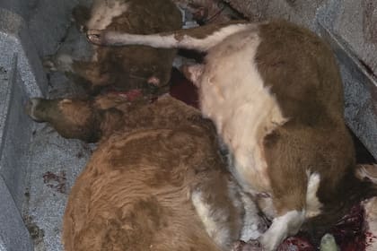 Los tres terneros faenados fueron recuperados por la Policía