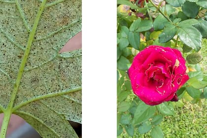 Los trips infestando la hoja y daño en rosales.
En la ausencia de un invierno frío, o la presencia de días templados seguidos de días fríos (recordemos los días durante mayo y junio en que la temperatura era casi primaveral y a las pocas horas bajaba a pocos grados centígrados), los adultos sobreviven pues se refugian en el suelo para pasar períodos críticos o adversos y aumentan su tasa de multiplicación