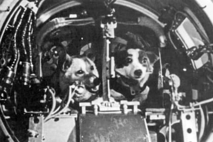 Los tripulantes de este viaje fueron los perros Belka y Stelka. Fuente: Pinterest