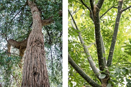 Los troncos son muy variables. Así lo demuestran estos dos ejemplares: Eucalyptus cinerea y Sophora.