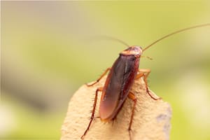 Los trucos efectivos para combatir a las cucarachas