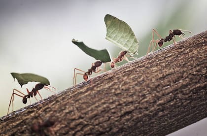 Los trucos para eliminar las hormigas del jardín y de de tu casa