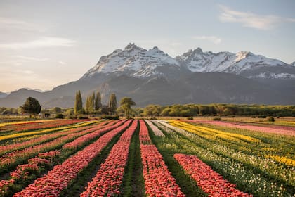 Los tulipanes extendieron la temporada turística de Trevelin.