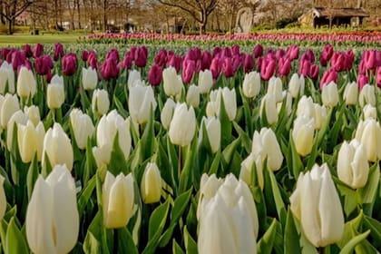 Los tulipanes florecen en el jardín Keukenhof de marzo a mayo y las visitas se podrán hacer online.