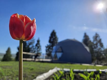 Los tulipanes son parte del paisaje del glamping