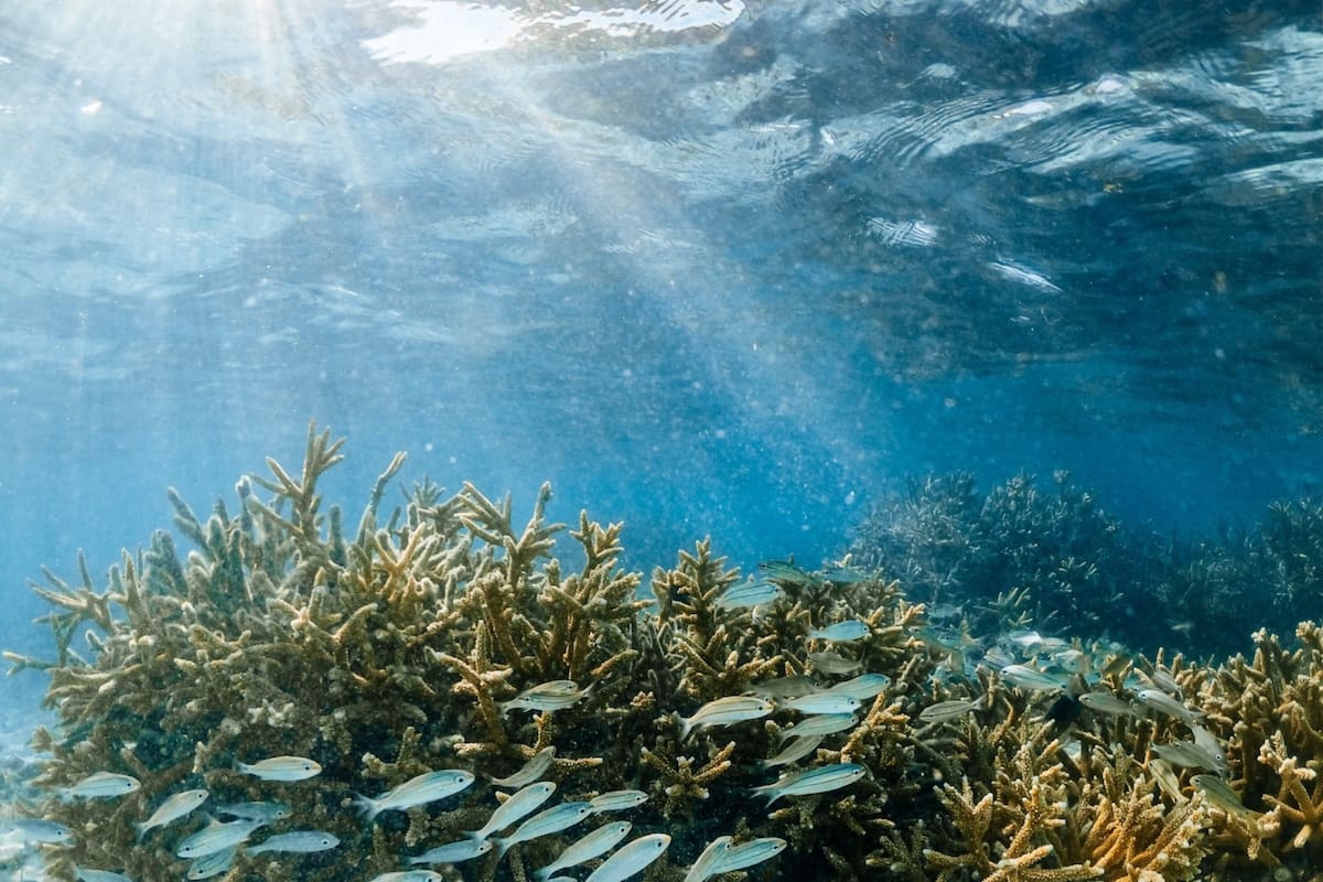 Los turistas de Laguna Beach vivieron un espectacular momento (la imagen es ilustrativa)