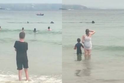 Los turistas se sorprendieron cuando descubrieron una pareja de tiburones a pocos metros de donde estaban bañando