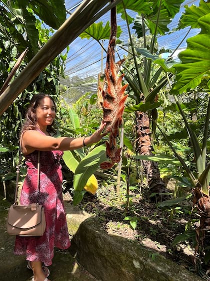 Los turistas son atraídos por las plantas exóticas y muy llamativas que se aprecian durante la visita.