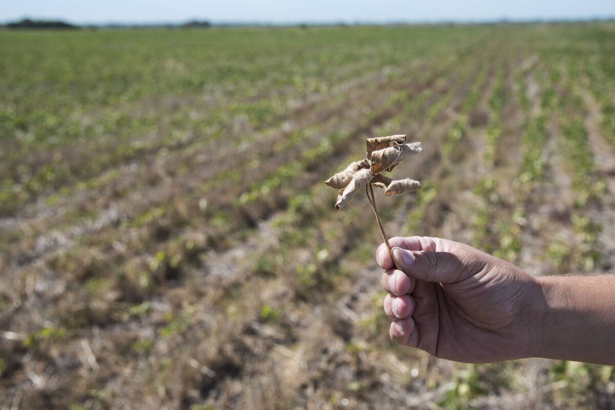 Los últimos años han sido ejemplos claros de esta exposición de los productores a riesgos climáticos y de precios