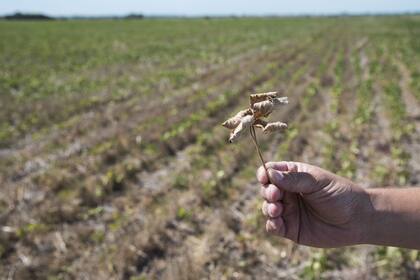 Los últimos años han sido ejemplos claros de esta exposición de los productores a riesgos climáticos y de precios