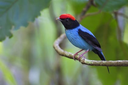 Los últimos datos de Naciones Unidas cifran en un millón las especies actualmente en peligro de extinción