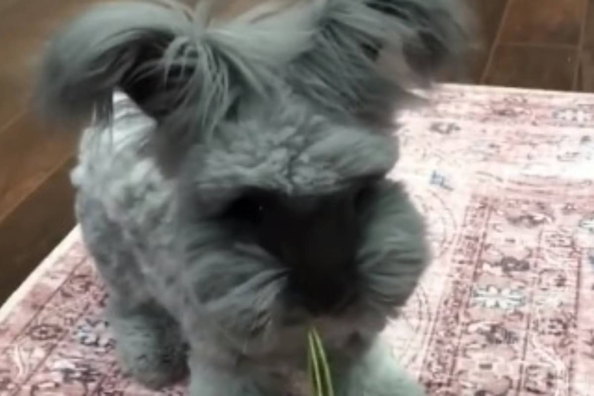 Los usuarios en las redes sociales arriesgaron por un animal u otro y la mayoría se equivocó