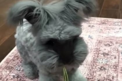 Los usuarios en las redes sociales arriesgaron por un animal u otro y la mayoría se equivocó