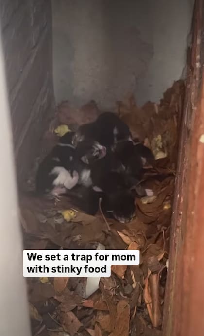 Los vecinos de Brooklyn descubrieron a los pequeños escondidos entre las paredes de dos casas (Captura: Instagram @heidiwranglescats)