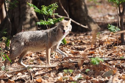 Los vecinos de California cuentan que cada vez aparecen más coyotes en las inmediaciones de sus casas