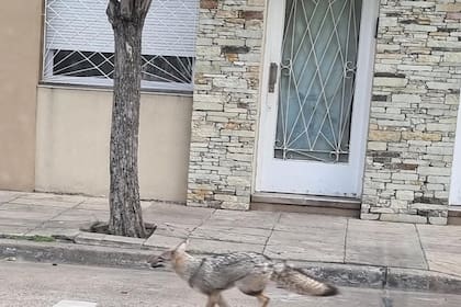 Los vecinos de Mataderos registraron a un zorro corriendo por el barrio porteño