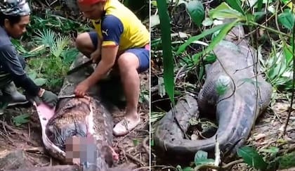 Los vecinos decidieron abrir el cuerpo de la pitón.