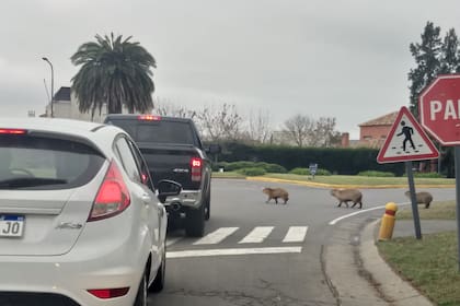 Los vecinos denunciaron que los carpinchos provocaron accidentes de tránsito y atacaron a mascotas