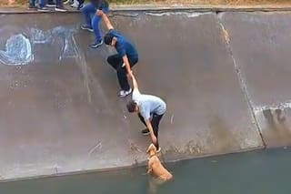 Oyeron un ruido que venía de un canal y cuando vieron qué era reaccionaron para rescatarlo
