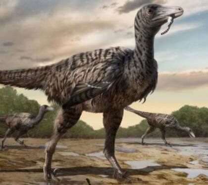 Los velociraptors medían alrededor de 1.8 metros de largo y pesaban cerca de 7 kilogramos, más parecido al tamaño de un pavo grande (Archivo POLITICA INVESTIGACIÓN Y TECNOLOGÍA YINGLIANG)
