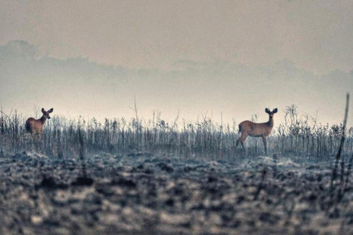 Los venados de las pampas son algunos de los animales en peligro de extinción por el azote del fuego en los Esteros del Iberá