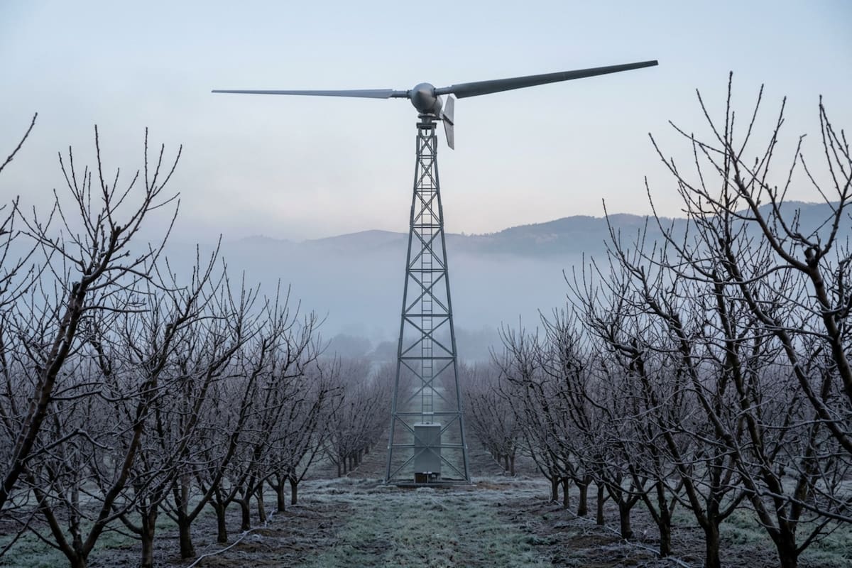 Los ventiladores antihielo evitan que las heladas tardías arruinen los campos de duraznos (Imagen ilustrativa)