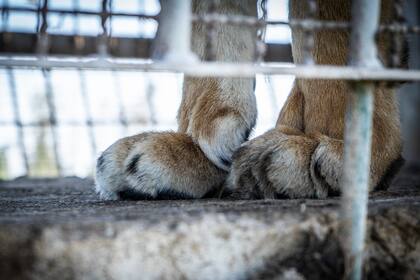 Los veterinarios afirman que los dos tigres menores, nacidos en cautiverio, tienen rasgos que demuestran que nunca pisaron la tierra