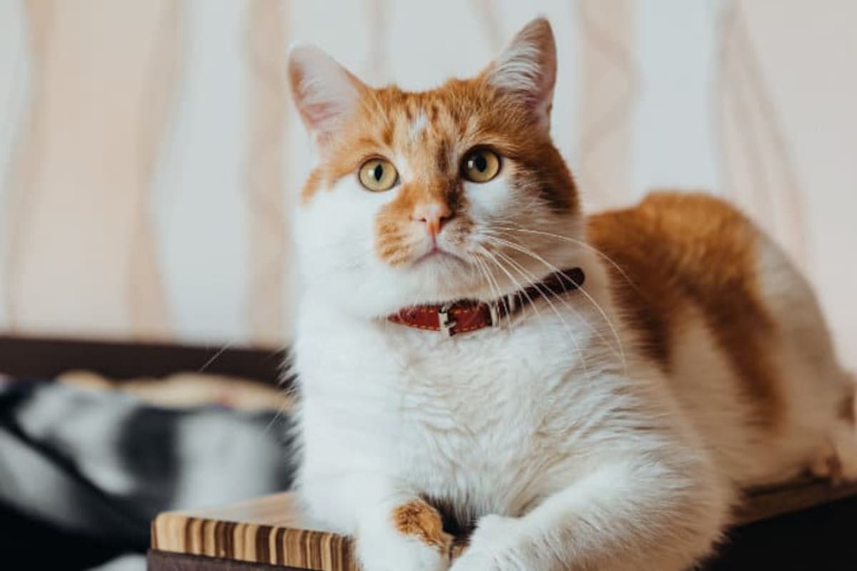 Los veterinarios coinciden: cómo se despiden los gatos anaranjados antes de morir