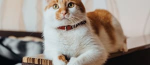 Los veterinarios coinciden: cómo se despiden los gatos anaranjados antes de morir