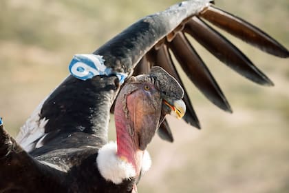Los veterinarios confirmaron que el animal estaba intoxicado, y la principal hipótesis es que comió carne con un cebo tóxico