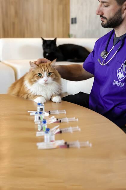 Los veterinarios de Amar Mascotas pueden hacer consulta domiciliaria u online