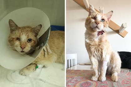 Los veterinarios dijeron que a Boris le quedaban pocos meses de vida.