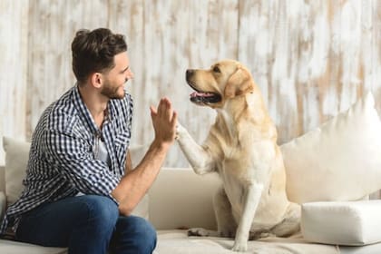 Los veterinarios empezaron a dar atención y enviar recetas por internet, con un aumento de las ventas en línea de un 70% durante la pandemia