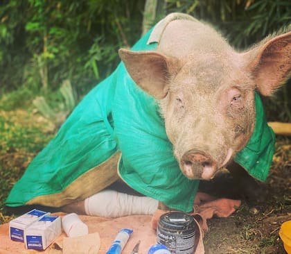 Los veterinarios recomendaron la eutanasia como única salida para el animal.