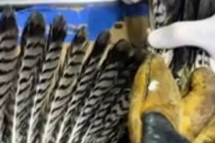 Los veterinarios tuvieron que injertar plumas nuevas al gavilán