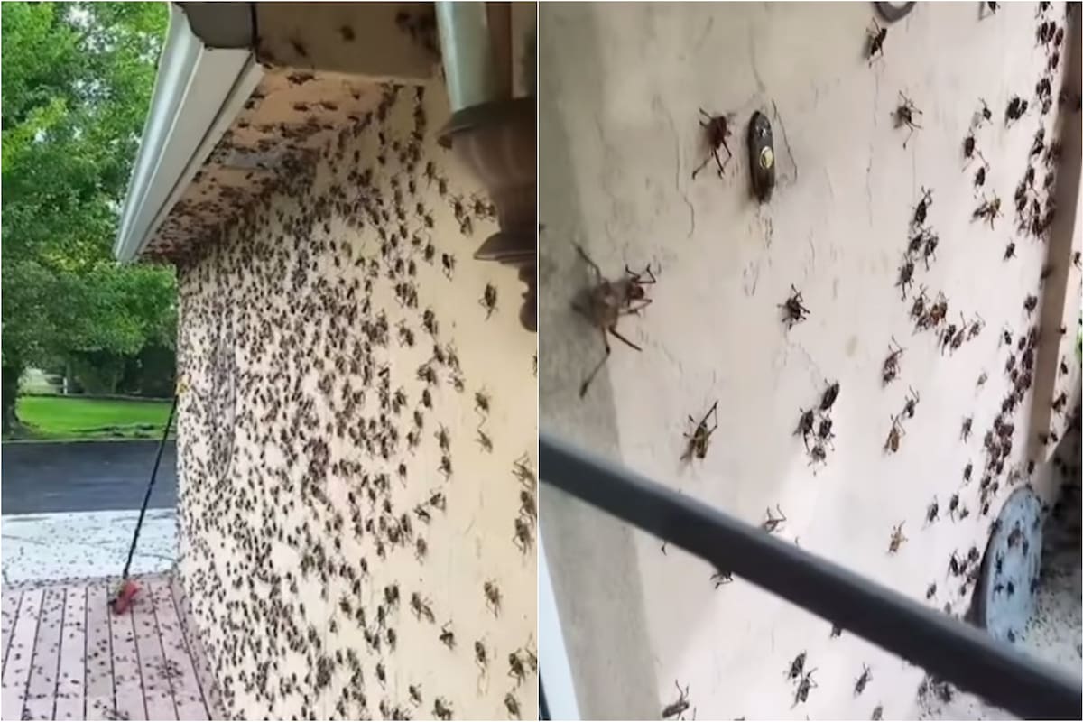 Los videos de residentes de Nevada que exponen la plaga de grillos mormones han generado miles de reacciones