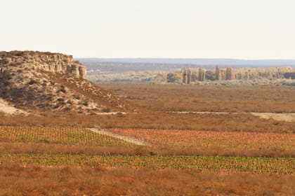 Los viñedo plantados al pie de la barda dan color al paisaje de Valle Azul