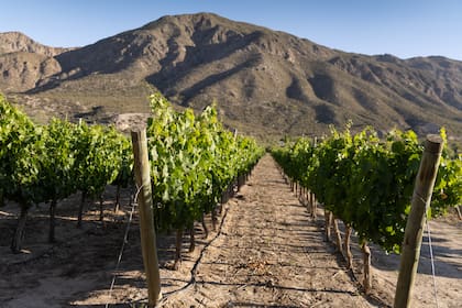 Los viñedos con la precordillera detrás