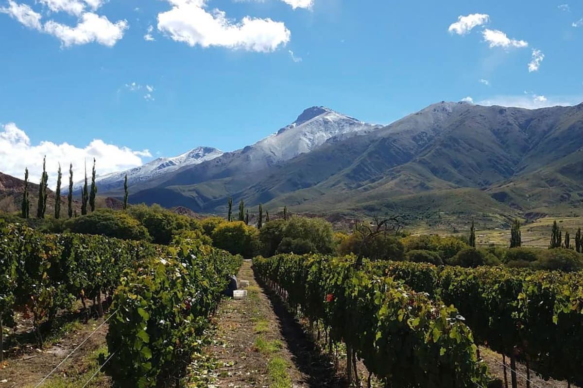 Los viñedos de altura producen una uva con carácter propio
