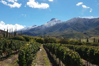 Los viñedos de altura producen una uva con carácter propio