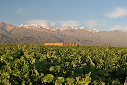Los viñedos de Andeluna, donde funcionarán los lodges
