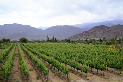Los viñedos de Cachi Adentro.