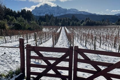 Los viñedos de Casa Yagüe, en pleno invierno