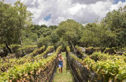 Los viñedos de la bodega El Tala.