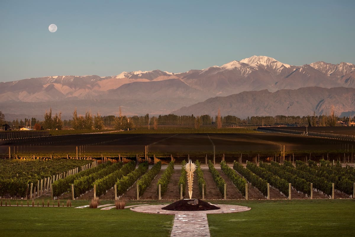 Los viñedos de la Bodega Norton, en el área de Pedriel