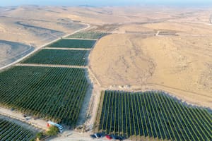 Los viñedos de Nana Estate Winery, cerca de Mitzpe Ramon en el desierto de Negev