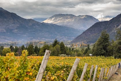 Los viñedos de Patagonian Wines.