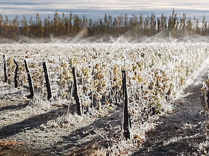 Los viñedos más australes donde se cultiva Pinot Noir, en Sarmiento, Chubut