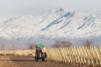 Los viñedos y la Cordillera.