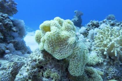 Los virus contribuyen a mantener el equilibrio de los ecosistemas